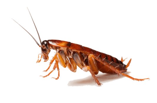 Kakerlakenbekämpfung-Antex