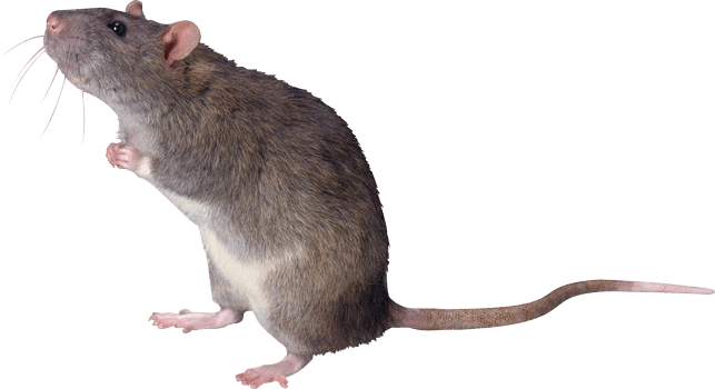 Mäusebekämpfung-Antex