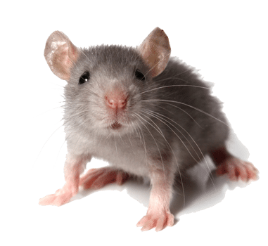 Mäusebekämpfung-Antex1