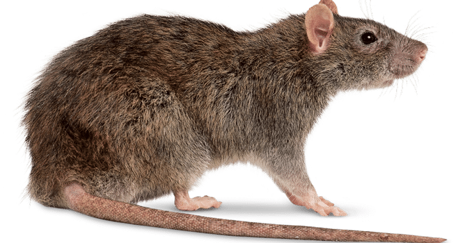 Rattenbekämpfung-Antex