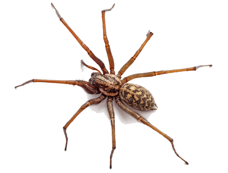 Spinnenbekämpfung-Antex