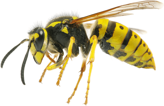 Wespenbekämpfung-Antex