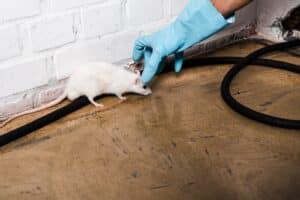 cropped view of exterminator in blue latex glove catching rat near brick wall