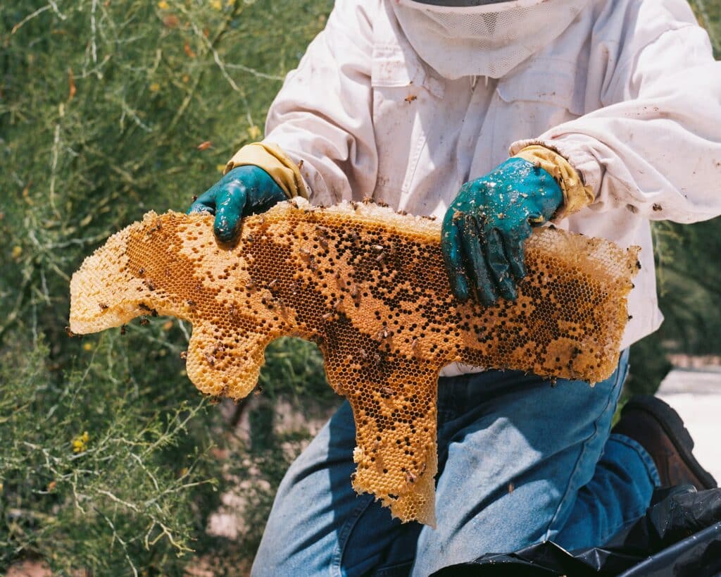 Man in bee veil and jacket removing africanized bee infestation, pest control