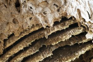 Old Wasp Nest, Southeast Asia